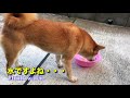 柴犬ハナとキジトラ猫クロ 晴天でボール遊び・・・少々お水も【ほのぼの】 shiba and cat good weather nap play ball and water