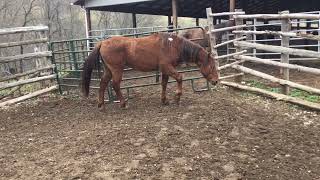 Pending 423- sorrel Arabian/QH stud