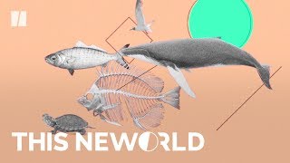 How Plastic Pollutes Our Food Chain | This New World