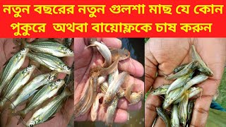 নতুন বছরের নতুন গুলশা মাছ যে কোন পুকরে অথবা বায়োফ্লকে চাষ করুন। 01728202429