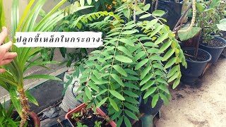 ปลูกขี้เหล็กในกระถาง อยู่ดีๆต้นไม้ก็ใบเหี่ยวทั้งต้นทำยังไง มีคำตอบ #34