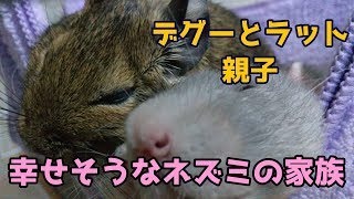 デグーとラットの親子３１　幸せそうなネズミの家族２