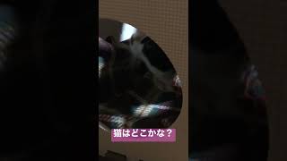 猫用ジョイントマットを基地にして譲らない猫【1枚100円】 #三毛猫