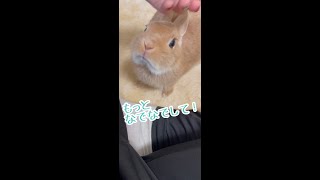 なでなでの要求が止まらない子うさぎ🐰