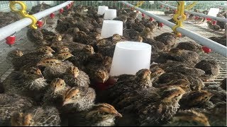 បច្ចេកទេស​ចិញ្ចឹមក្រួច Quail Breeding Techniques