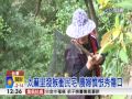 【中視新聞】太麻里潑猴撒野 ；我跟猴子打架 農婦憤恨秀傷口 20150109