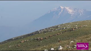 Cosa fanno i grifoni dopo il pasto? - What the griffon vultures do after meal?