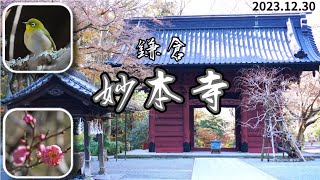 2023年最後の鎌倉散策｜妙本寺（紅梅が咲いていました）