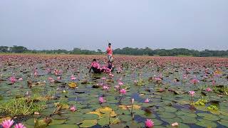 শাপলা তোলা