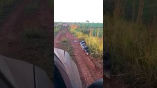 Anaconda Attacks Car #animals #anaconda #snakes #shorts