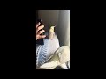 “when cockatiels get jealous tweety vs. mr. rio”😍😘😂