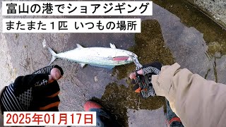 2025年01月17日 富山のいつもの場所でいつものサゴシ