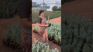 dhavanam plant, how to grow #2024 #gardening #2021garden #flowerplant