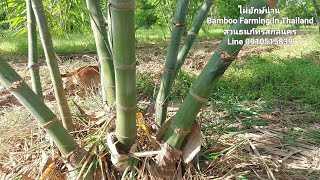 ไผ่ยักษ์น่าน มีรากอากาศเตรียมตอนกิ่ง Bamboo farming in Thailand