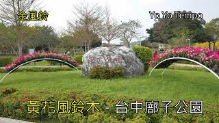 黃花風鈴木 -  台中廍子公園