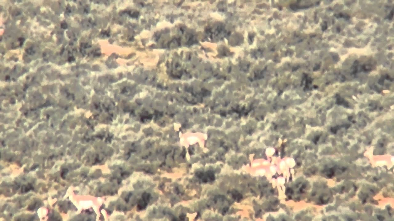 Long Range Hunting Youtube