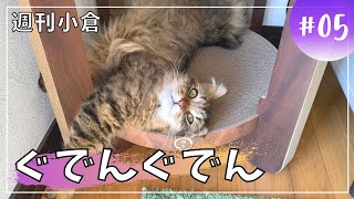 【週刊小倉５】転がる子猫。いつもへそ天！【サイベリアン・多頭飼い】