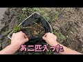 田んぼの用水路でナマズの赤ちゃん大量捕獲【ガサガサ】