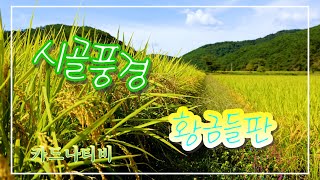 시골풍경(가을 황금들판)