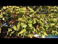 large leaved lime branches twigs u0026 leaves october 2018