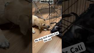 My dog jack meets Cali the cat for the first time reaction #shorts #jackthedogking #trending #viral