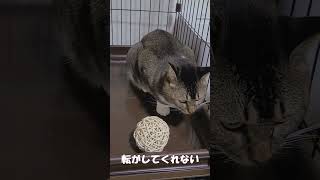 ちびまろの日常４ #猫のいる暮らし