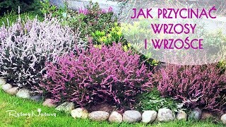 Jak przycinać wrzosy i wrzośce