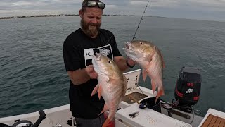 Mutton snapper | Sebastian | patch reefs | catch clean cook | Melbourne beach. Ribbon fish.