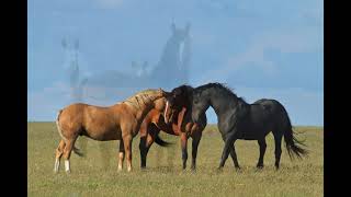 A Horse By Nature Book Trailer