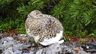 4K　蝶ヶ岳の雷鳥の親子４