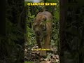 Sumatran Tigers • Rare Beauty of the Rainforest #shortvideo #shorts