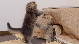 A serious match between male kittens is too cute...