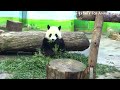 圓寶玻璃前吃紅蘿蔔，圓寶好可愛 熊貓貓熊the giant panda yuan yuan and yuan bao 台北市立動物園