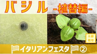 【100均大活躍】バジルを水耕栽培で簡単に育てる－植替編－【水耕栽培講座】