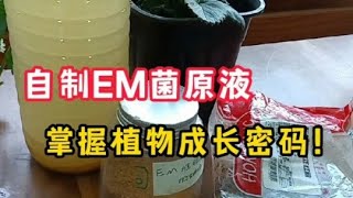 自製em菌原液讓養花更簡單，不是肥料但比肥料還重要！#自製em菌原液