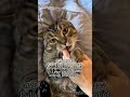 사랑 표현이 격한 고양이 shorts catsofyoutube