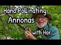 Hand Pollinating Annonas with Har