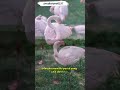 Fakta menarik burung Flamingo@rudichanell237#viralvideo