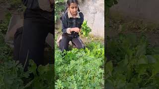 #Apne khet ki organic palak #food #minivlog #youtubeshorts