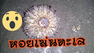 Sea urchin, little blue crab, the nature of the sea หอยเม่นทะเล  ปูสีน้ำเงินน้อย  ธรรมชาติของทะเล