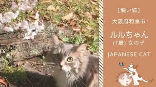 お花見をする猫 | 大阪府和泉市在住 ルルちゃん  | Japanese Cat