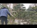 hinoki cedar japanese pruning okada earthscape