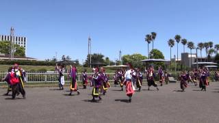 乱痴気（よさこい夢まつり2015）本祭二日目①