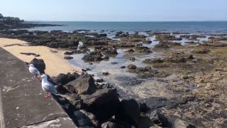 Takapuna beach Auckland, New Zealan