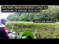 KITA COBA!! CAMPURAN LUMUT INI UNTUK MANCING IKAN NILA||Umpan Jitu