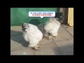 columbian brahma chickens for sale brahma chicken