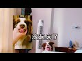 【邊境牧羊犬】叫你起床啦，膽小狗怕煎肉的聲音🤣