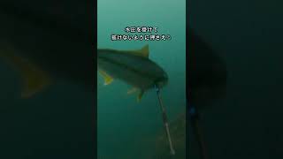 【魚突き】ヒラマサを暴れさせない唯一の方法