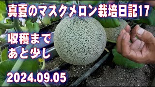 Midsummer muskmelon cultivation diary 17: Only a little time left until harvest Japan Farming