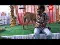 A Marriage of Two Dogs in India